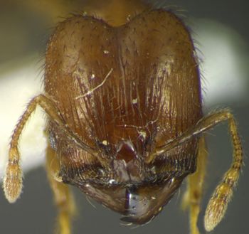 Media type: image;   Entomology 35192 Aspect: head frontal view